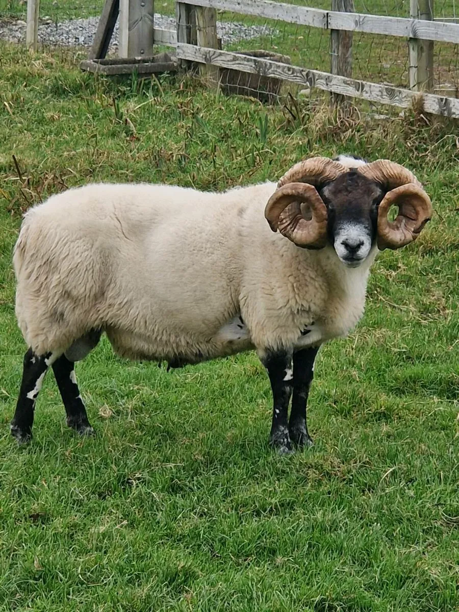 Lanark ram - Image 1