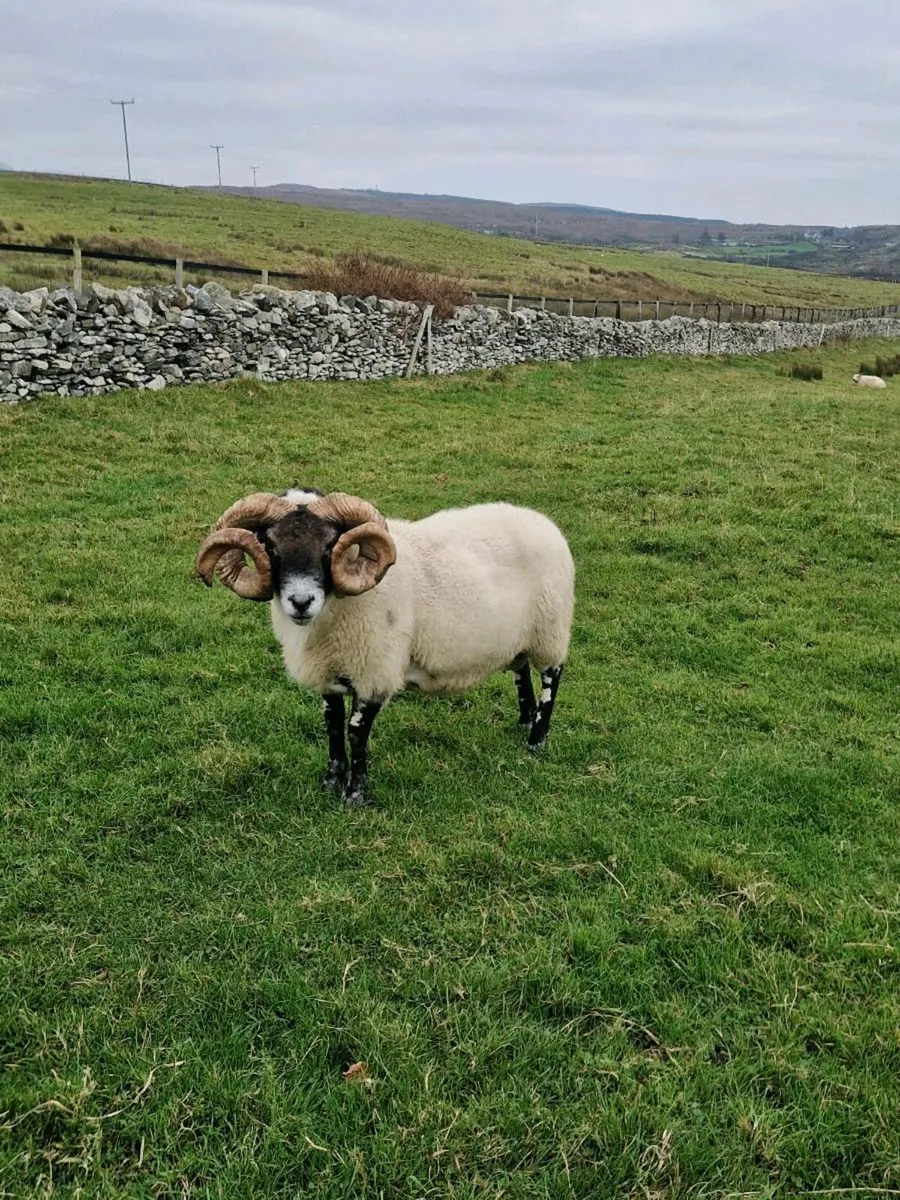 Lanark ram - Image 2