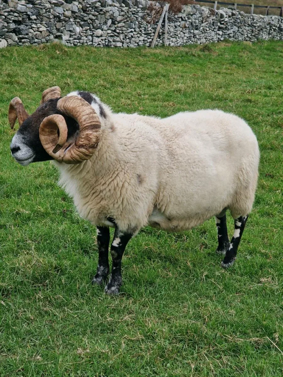 Lanark ram - Image 3