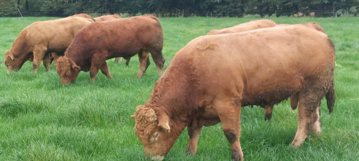 5 ☆ Pedigree Limousin Bulls for Sale - Image 3