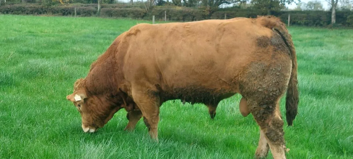 5 ☆ Pedigree Limousin Bulls for Sale - Image 4