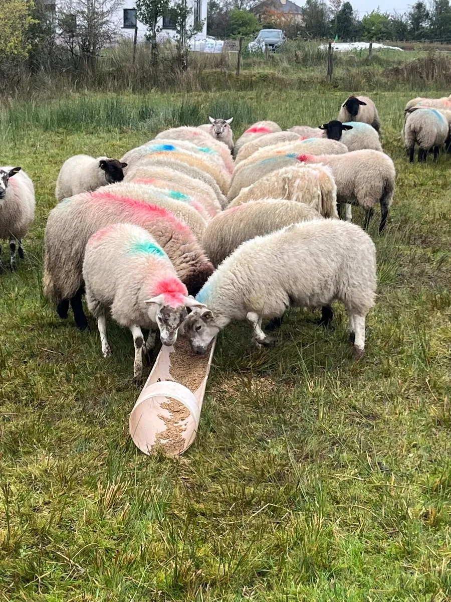 Ewe lambs - Image 1