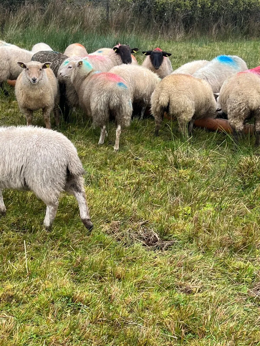 Ewe lambs - Image 2