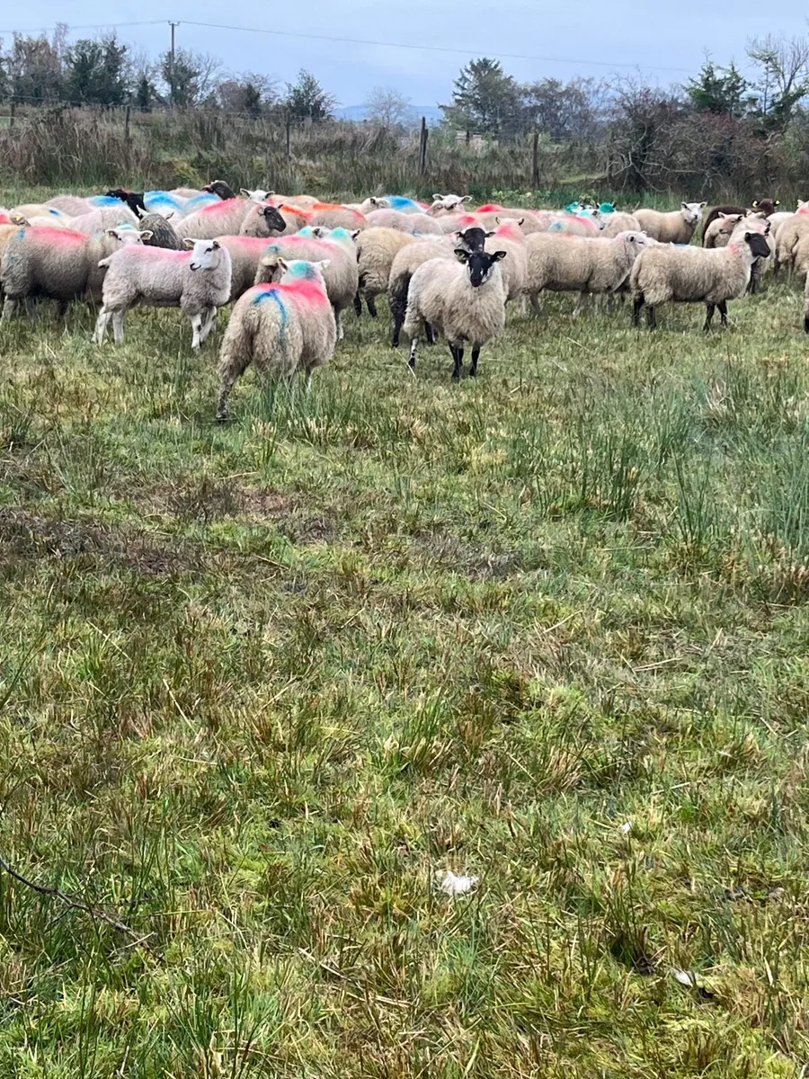 Ewe lambs - Image 3
