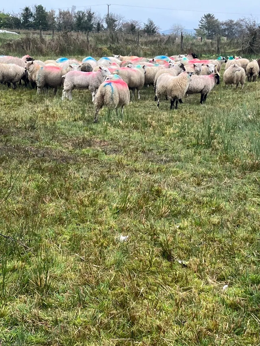 Ewe lambs - Image 4