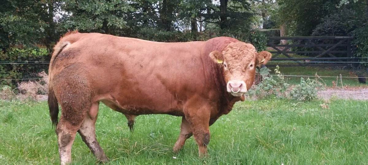 5 ☆ Pedigree Limousin Bulls for Sale - Image 2