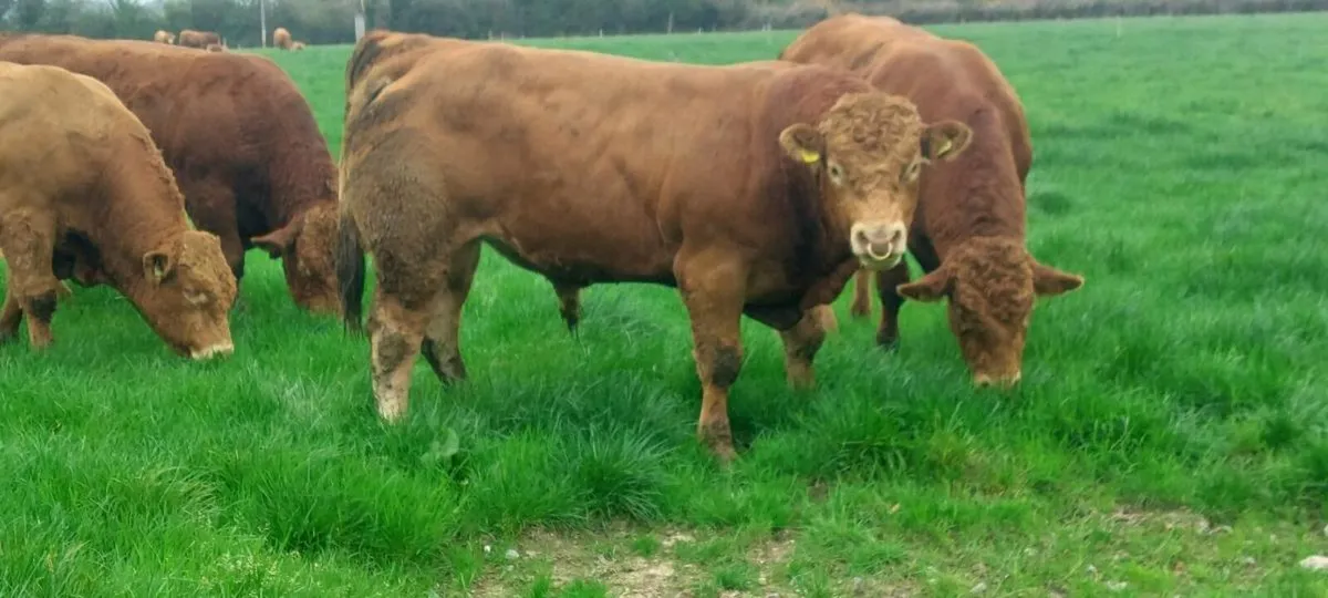 5 ☆ Pedigree Limousin Bulls for Sale - Image 1