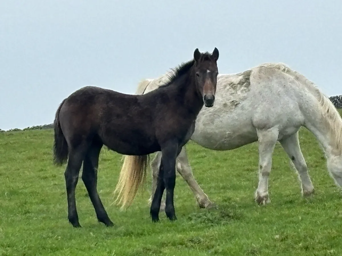 Connemara Foals and Yearlings - Image 2