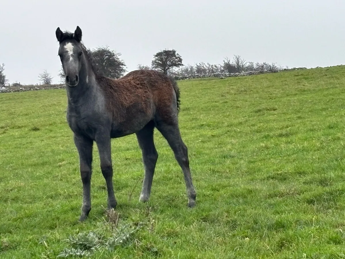 Connemara Foals and Yearlings - Image 3