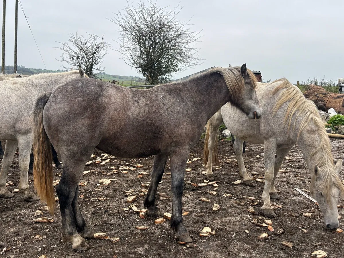 Connemara Foals and Yearlings - Image 4