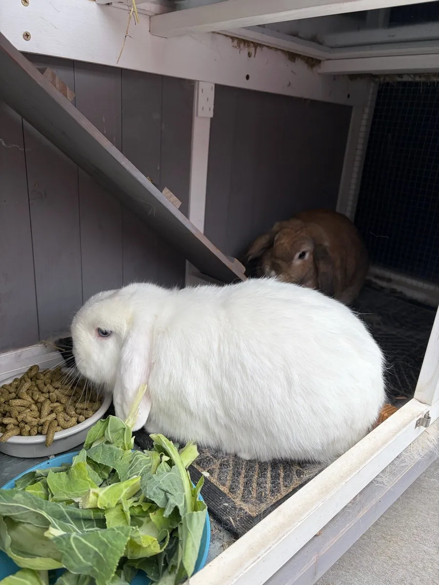 Mini Lop + Hutch - Image 1