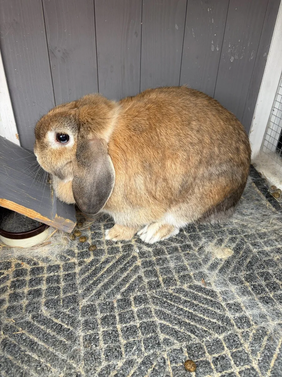 Mini Lop + Hutch - Image 2