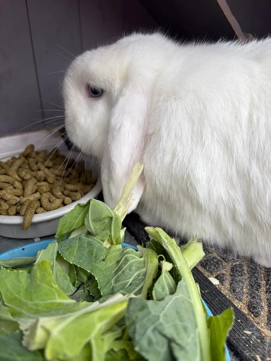 Mini Lop + Hutch - Image 3