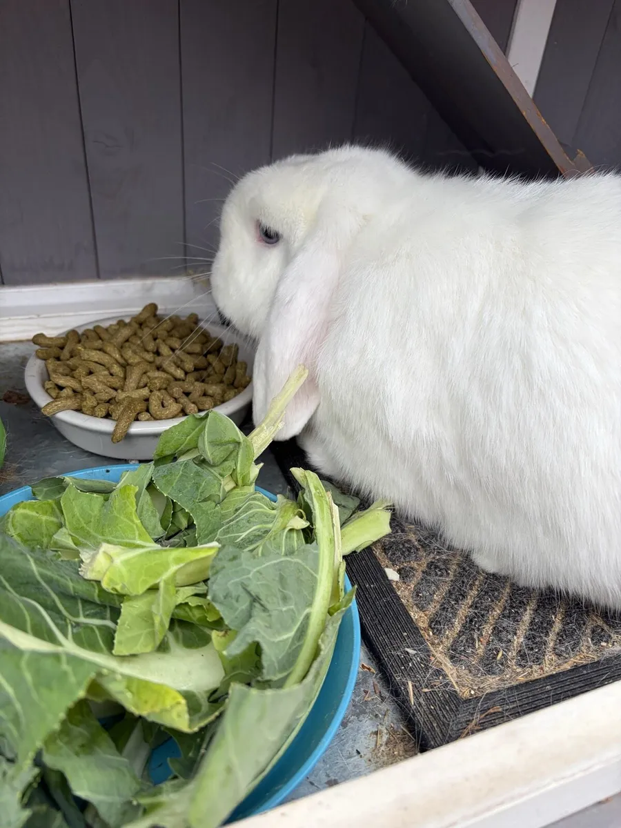 Mini Lop + Hutch - Image 4