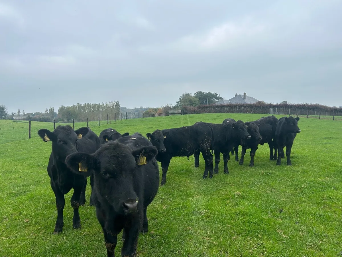 12 super  Angus bull weanlings - Image 1