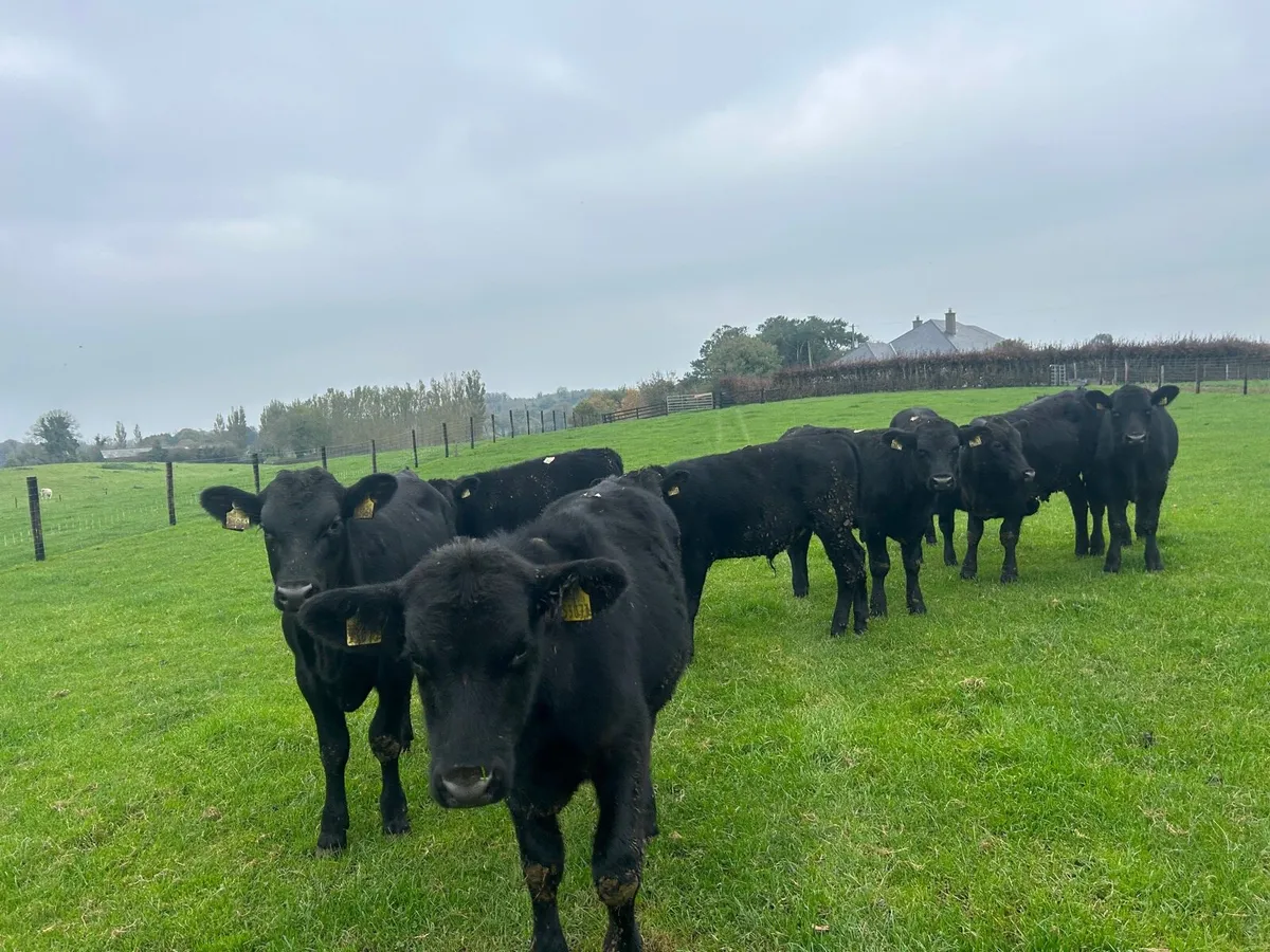 12 super  Angus bull weanlings - Image 2