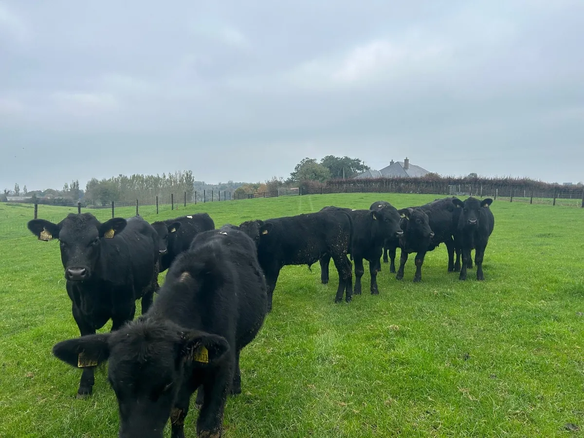 12 super  Angus bull weanlings - Image 3