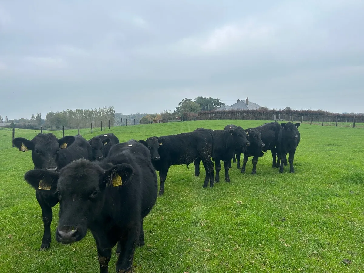12 super  Angus bull weanlings - Image 4