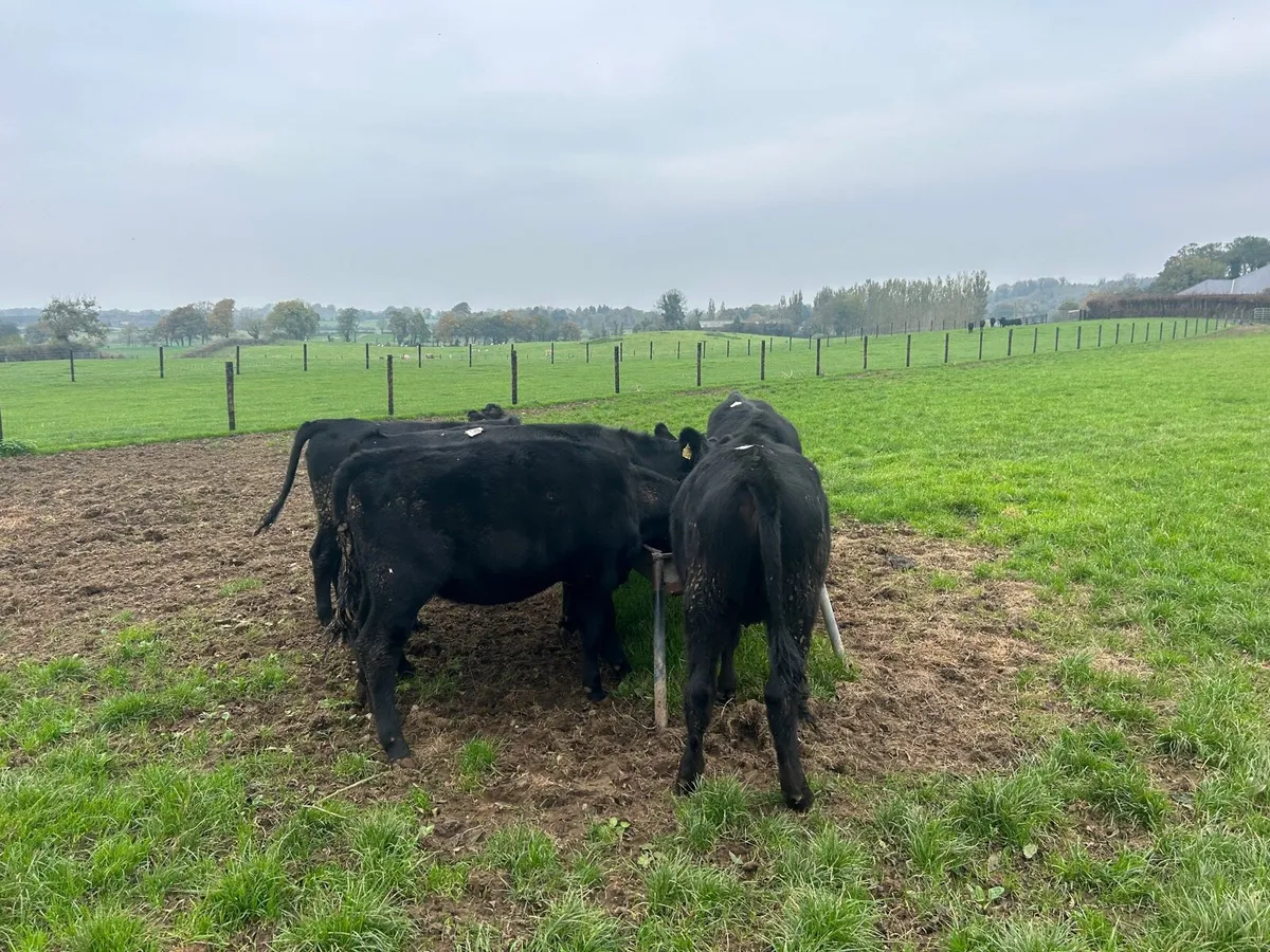 8 super  Angus heifer weanlings - Image 1