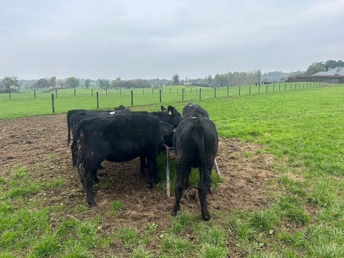 8 super  Angus heifer weanlings - Image 2