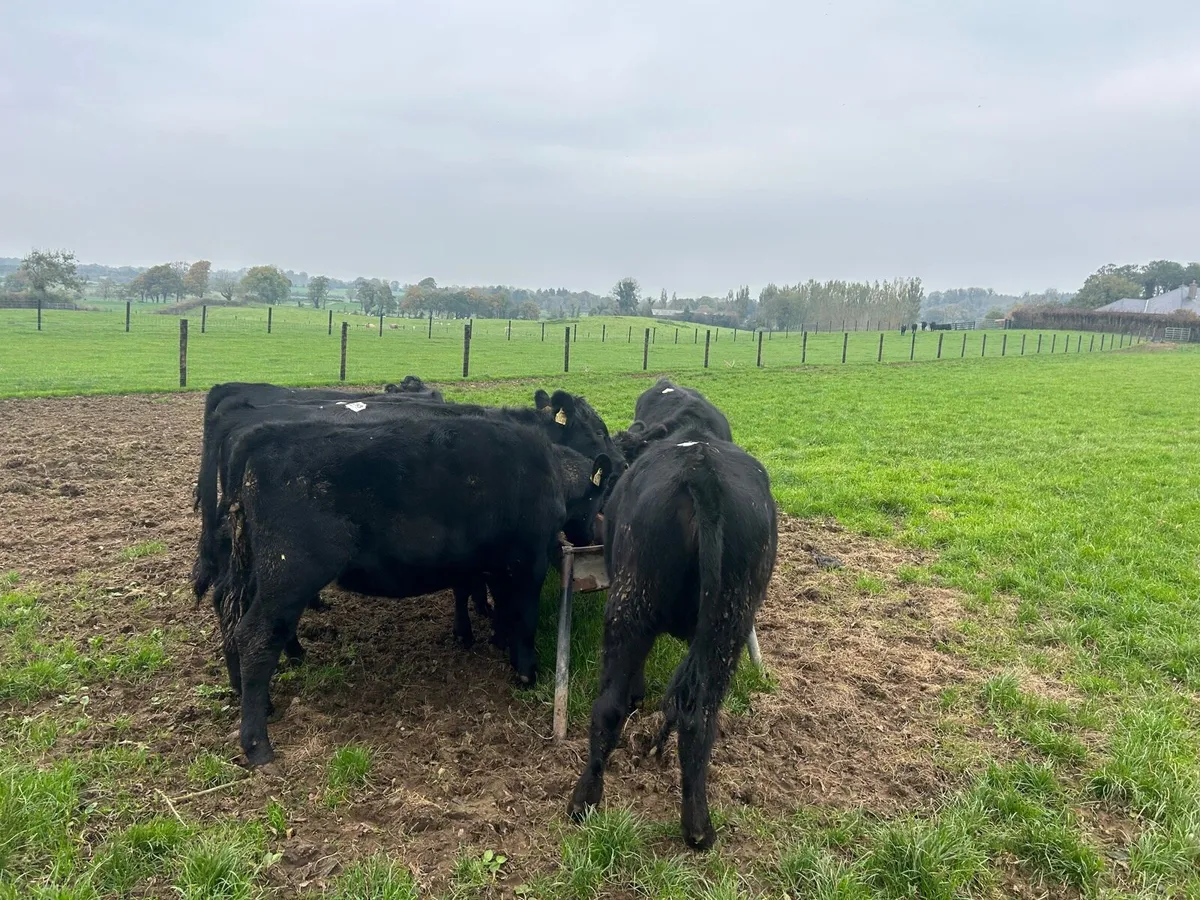 8 super  Angus heifer weanlings - Image 3