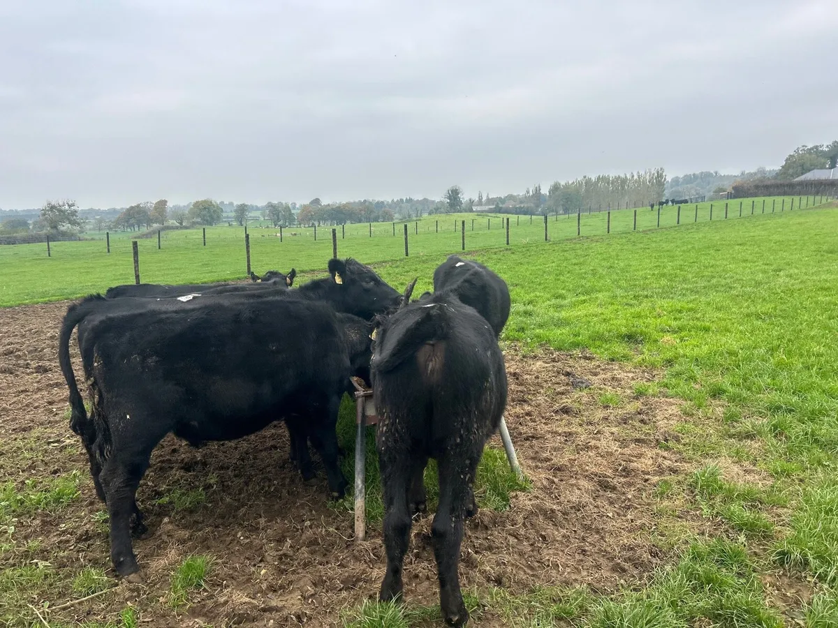 8 super  Angus heifer weanlings - Image 4