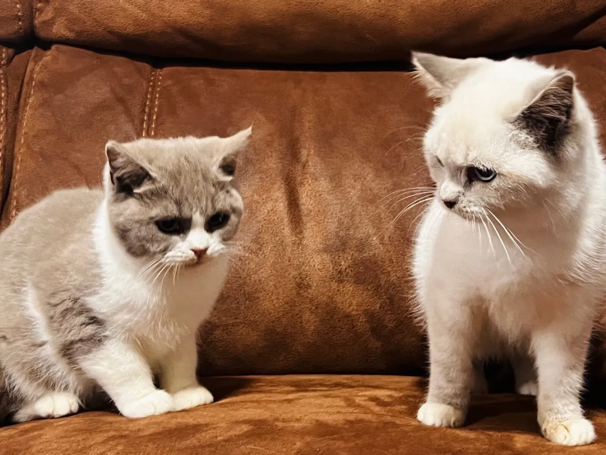 British shorthair - Image 1