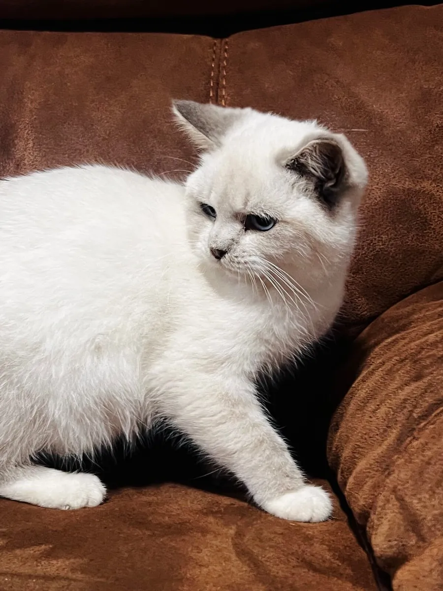 British shorthair - Image 2
