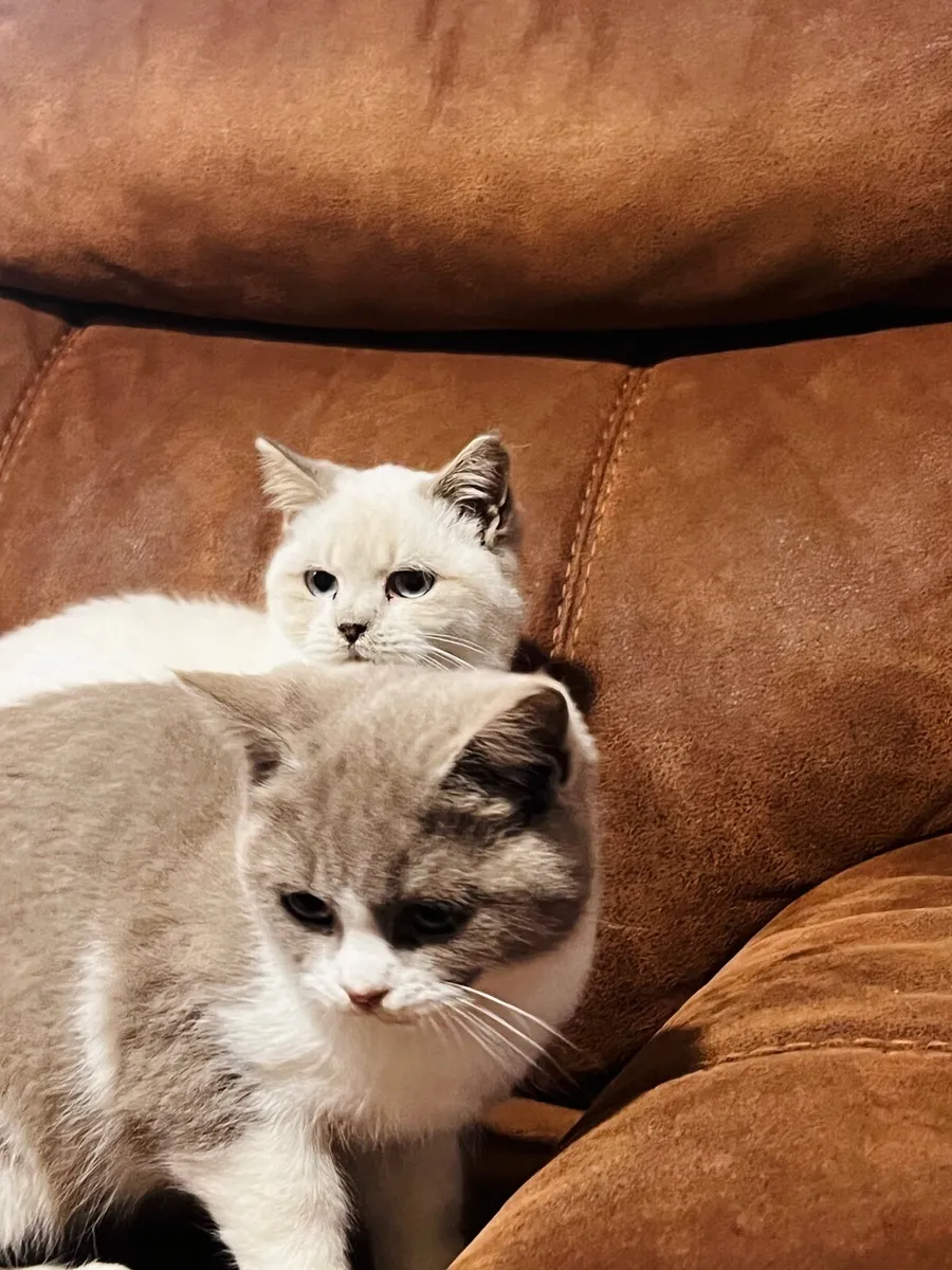 British shorthair - Image 4