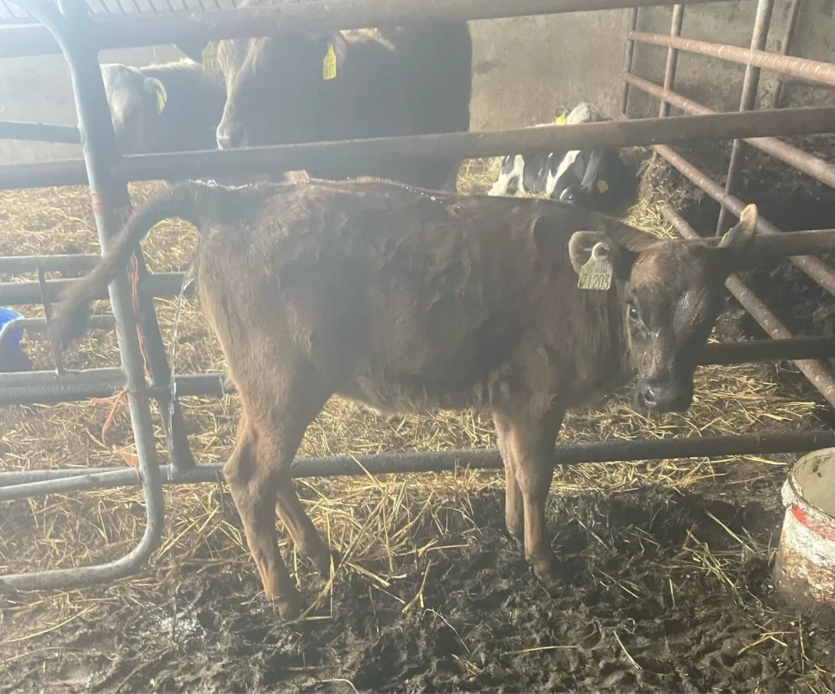 Calf to suck a cow - Image 1