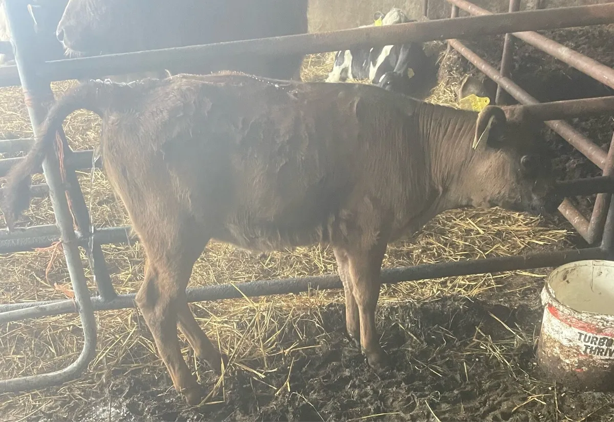 Calf to suck a cow - Image 2