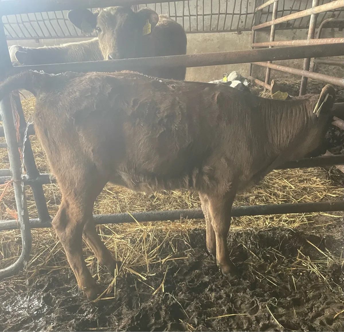 Calf to suck a cow - Image 3