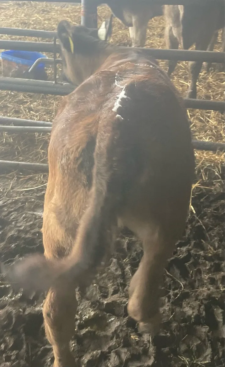 Calf to suck a cow - Image 4