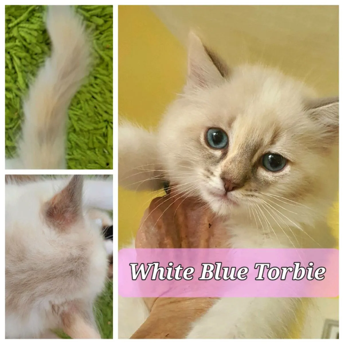 Ragdoll/Maine Coon Kittens - All colours READY! - Image 2