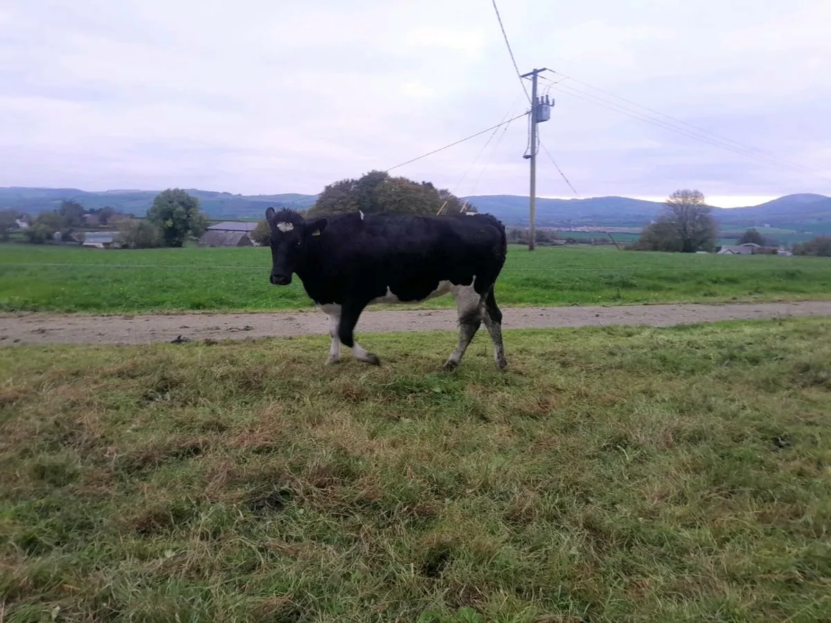 Fr Maiden Heifer - Image 1