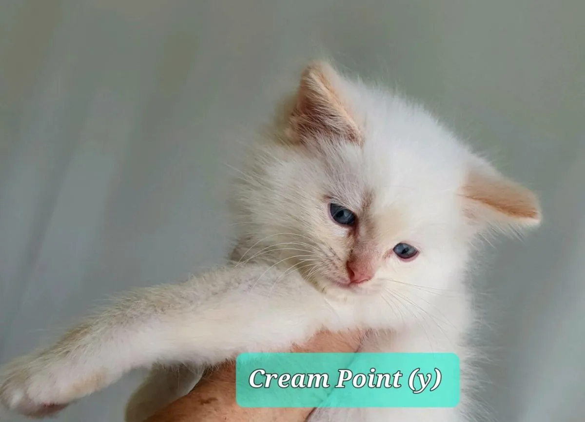 Ragdoll/Maine Coon Kittens - All colours READY! - Image 4