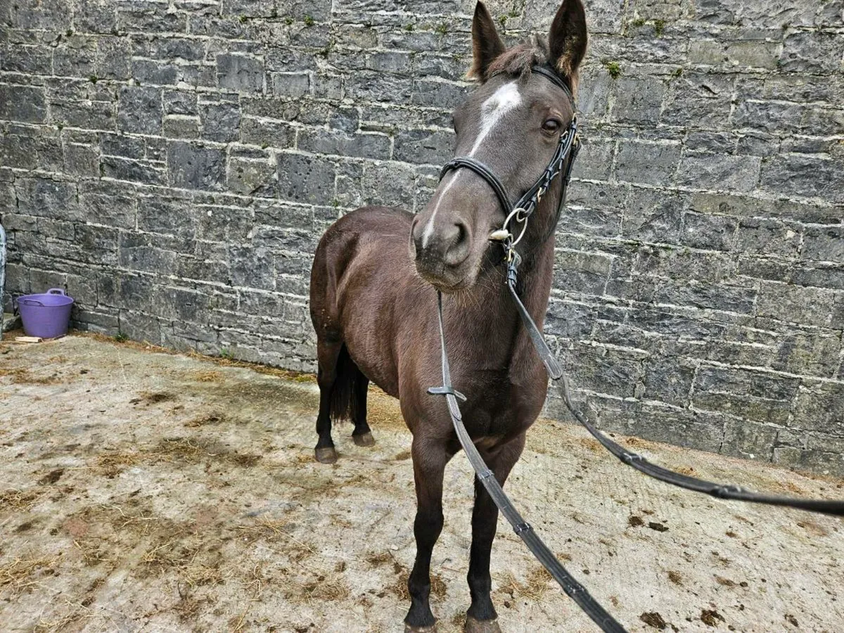 4 Year Old 148cm - Image 1