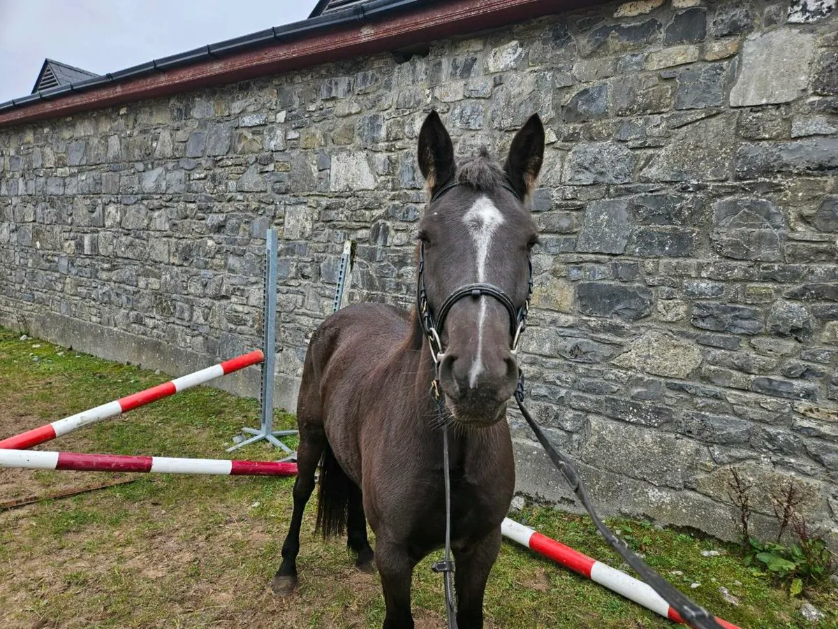 4 Year Old 148cm - Image 2