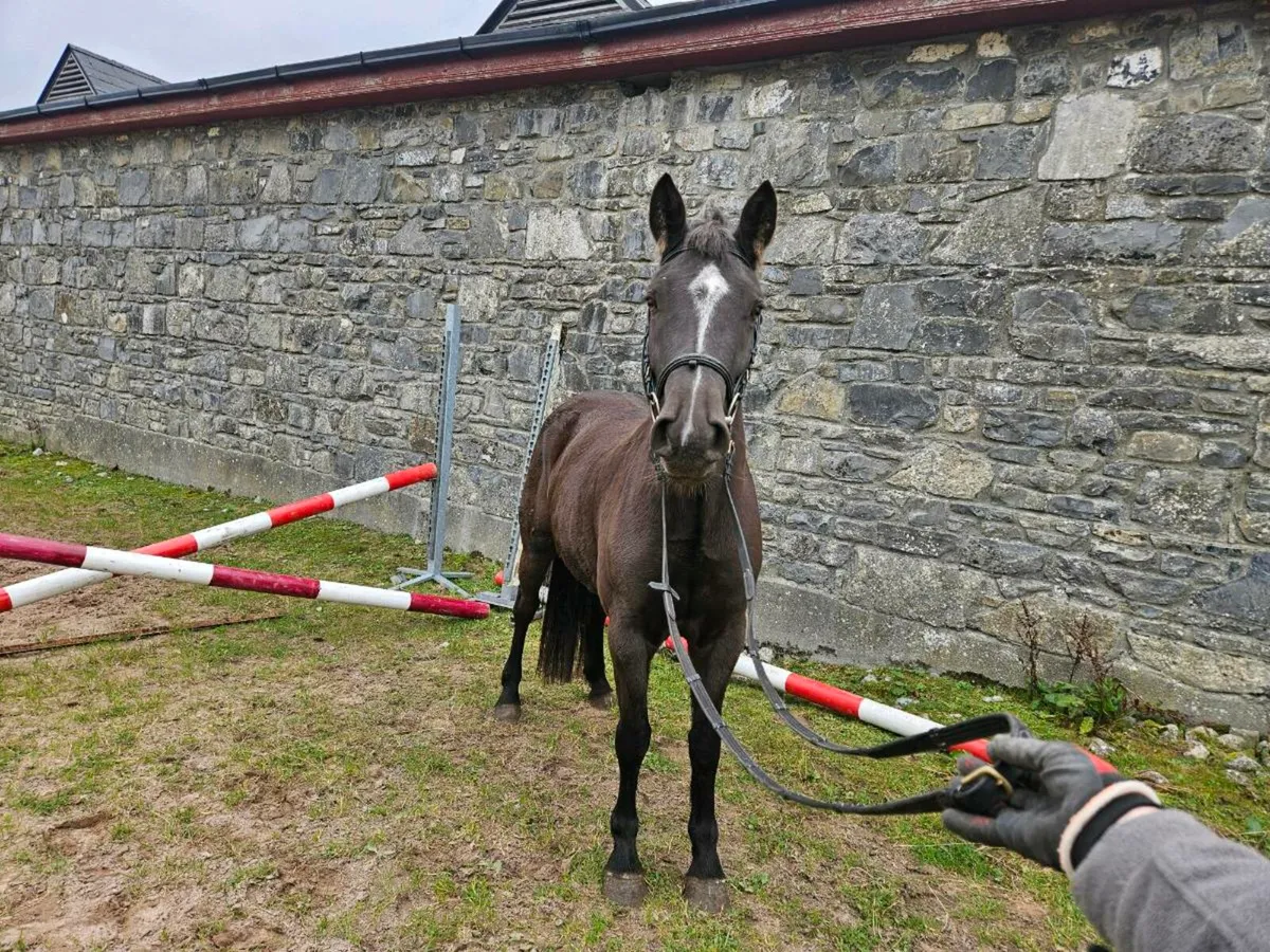 4 Year Old 148cm - Image 3
