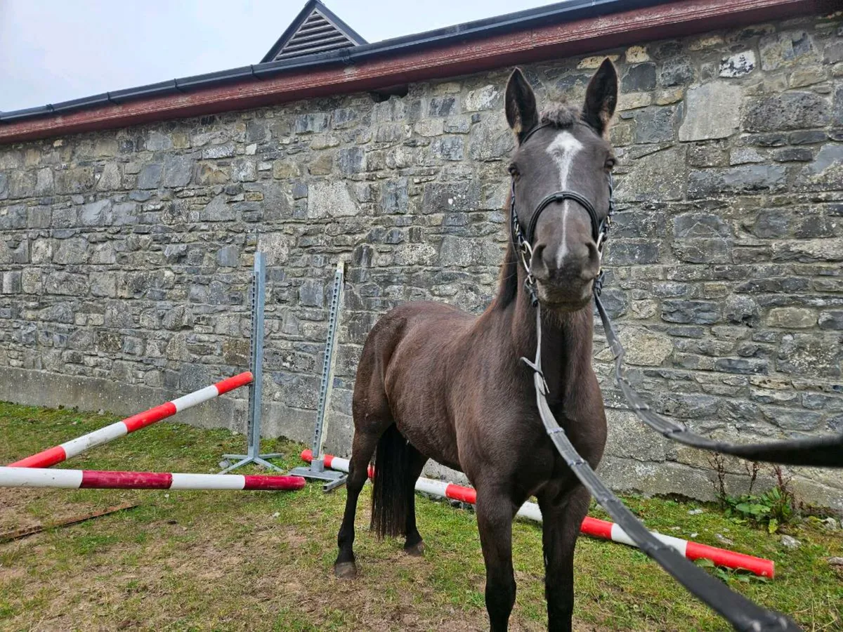 4 Year Old 148cm - Image 4