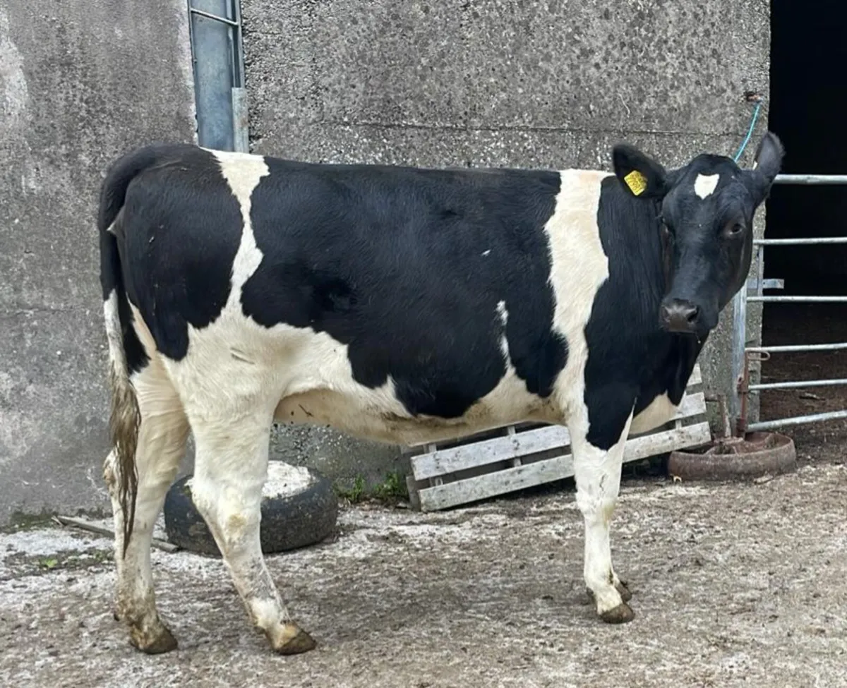 PURE FRIESIAN SEMINAR & SHOWCASE SALE - Image 3