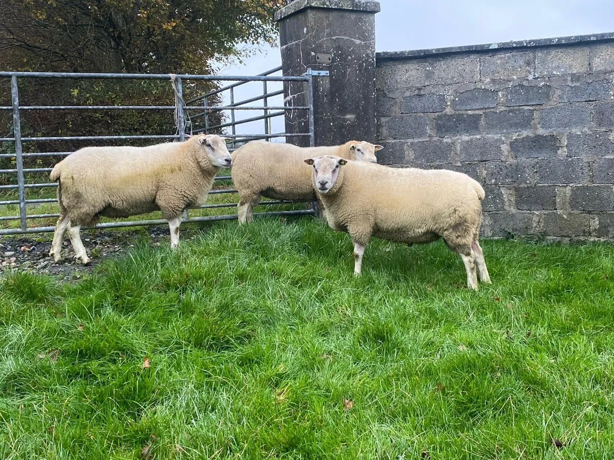 PBR Belclare rams - Image 1