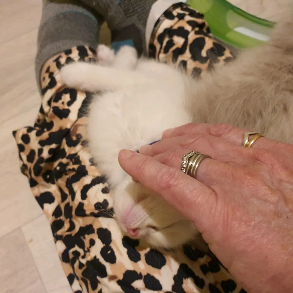 Ragdoll x Maine Coon - cuddle ready kittens - Image 1