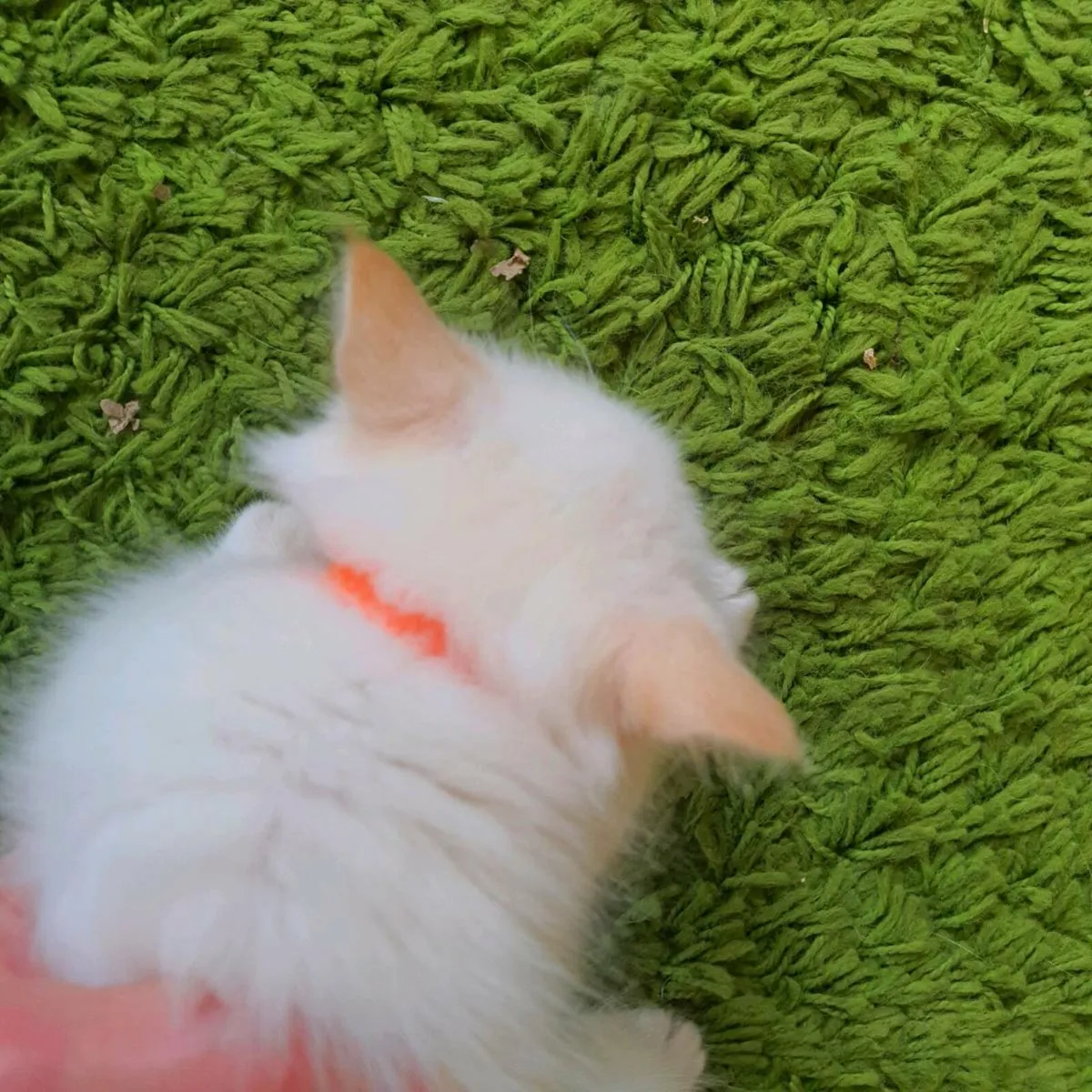 Ragdoll x Maine Coon - cuddle ready kittens - Image 2