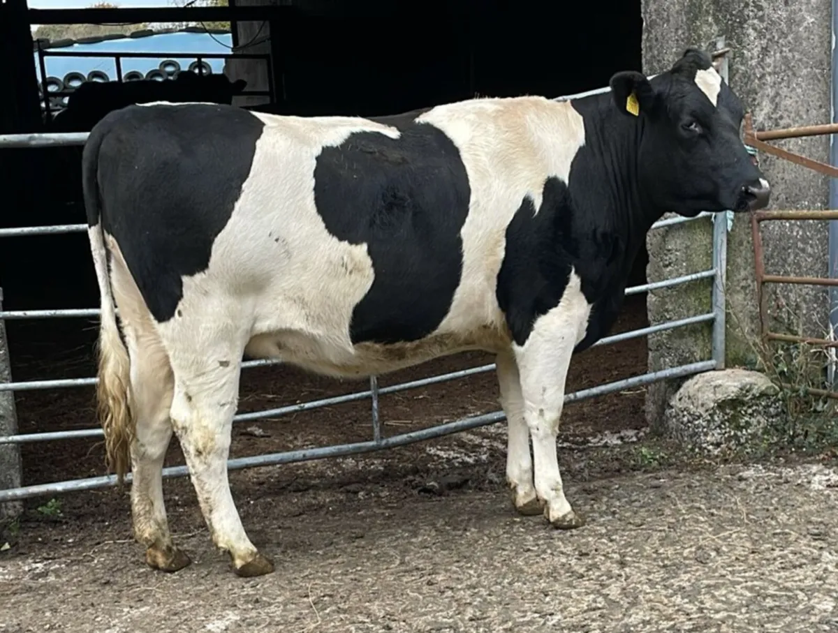 PURE FRIESIAN SEMINAR & SHOWCASE SALE - Image 1