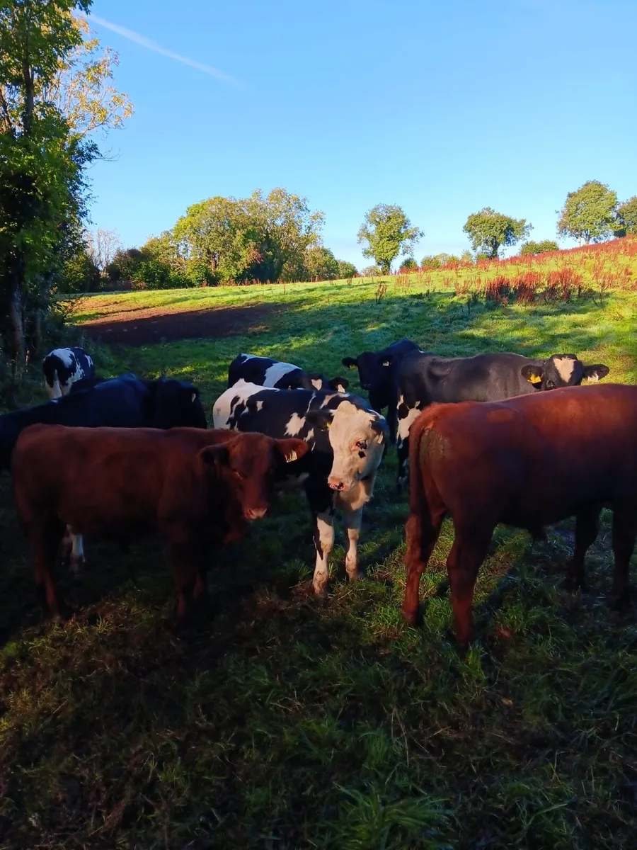 Friesian & Aberdeen Angus Weanlings - Image 1