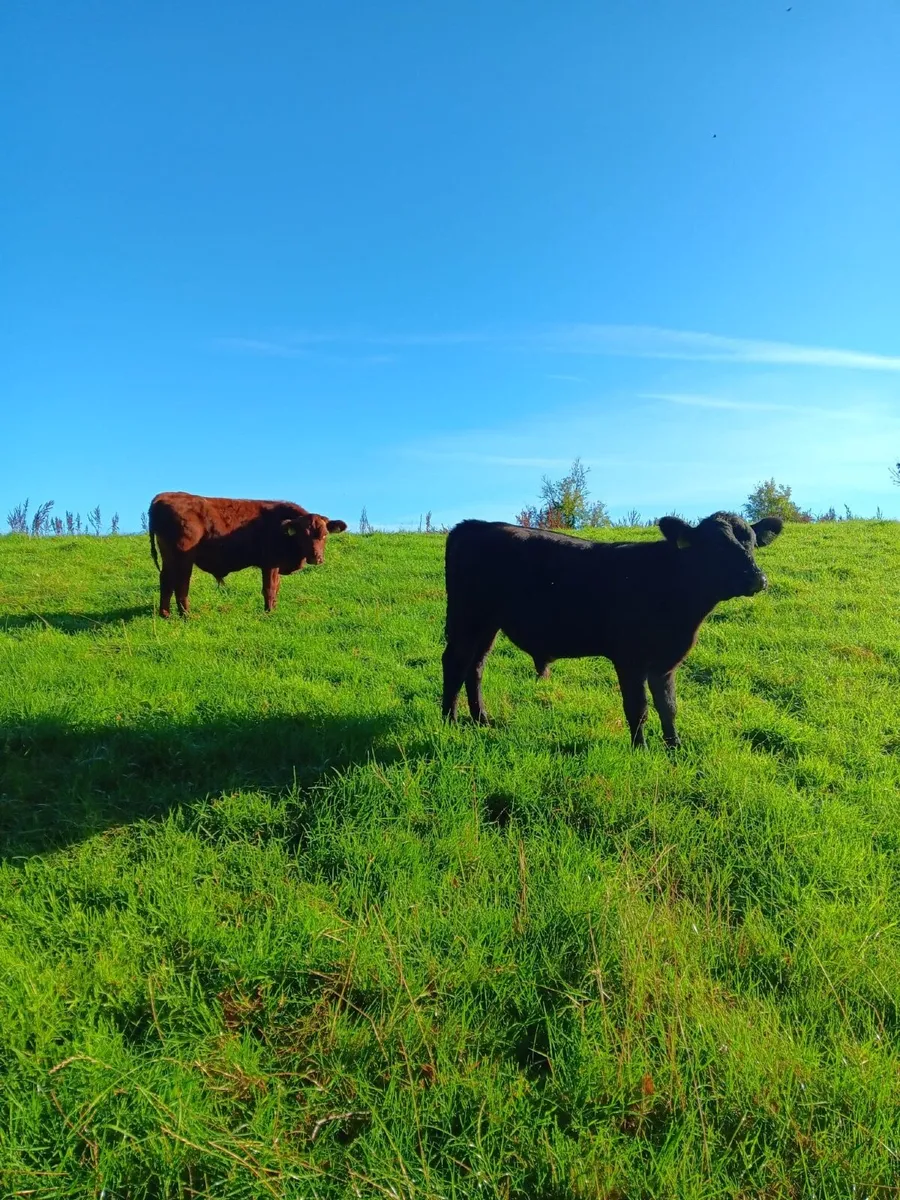 Friesian & Aberdeen Angus Weanlings - Image 2