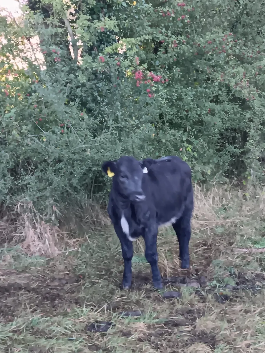 Friesian & Aberdeen Angus Weanlings - Image 3