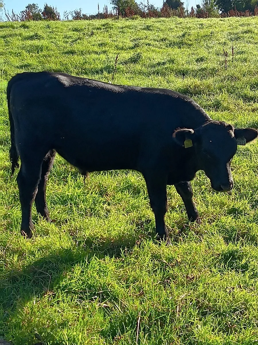 Friesian & Aberdeen Angus Weanlings - Image 4