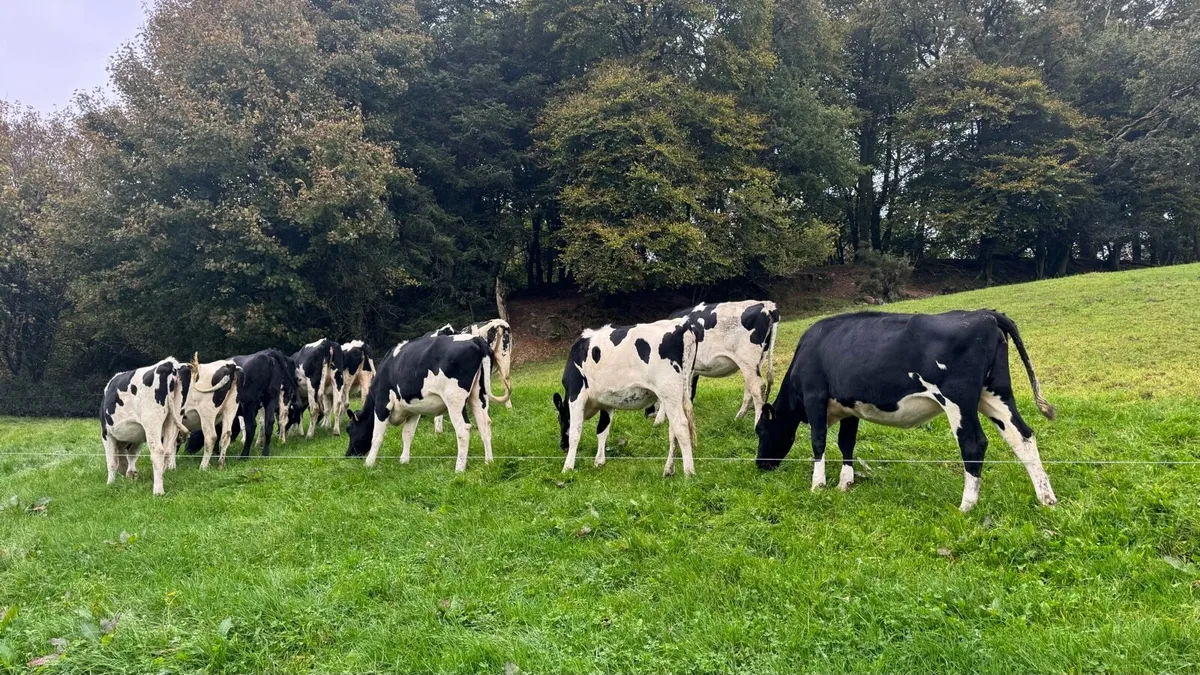 Pedigree Incalf Heifers - Image 1